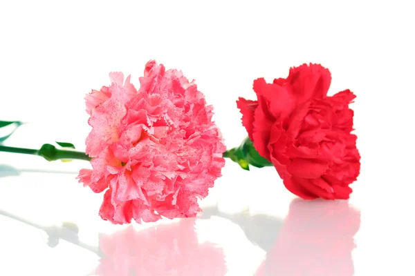 Two carnation isolated on white — Stock Photo, Image