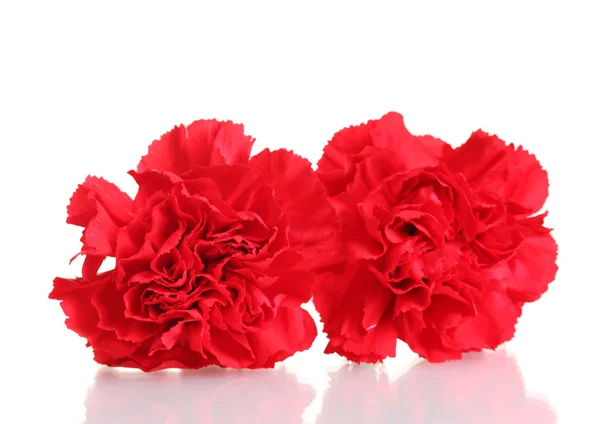 Two red carnation isolated on white — Stock Photo, Image
