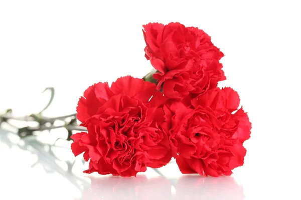 Three red carnation isolated on white — Stock Photo, Image