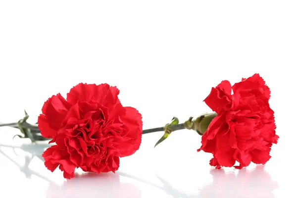 Dos claveles rojos aislados en blanco —  Fotos de Stock