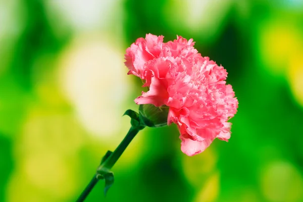 Розовая гвоздика на зелёном — стоковое фото