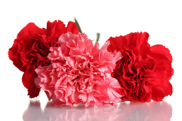 Three carnation isolated on white — Stock Photo, Image