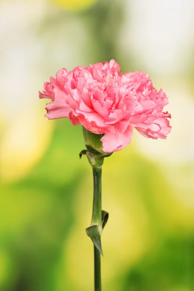 关于绿色粉色康乃馨 — 图库照片