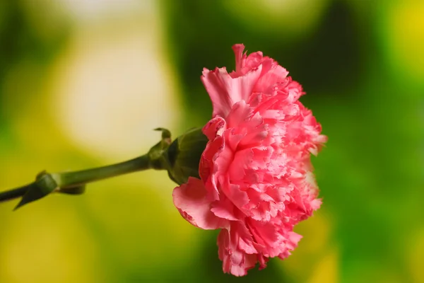 Pink carnation on green — Stock Photo, Image