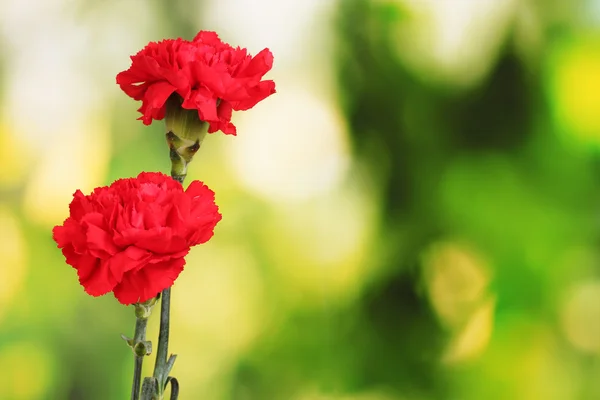 Two red carnation on green — Stock Photo, Image