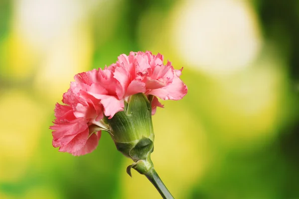 Pink carnation on green — Stock Photo, Image
