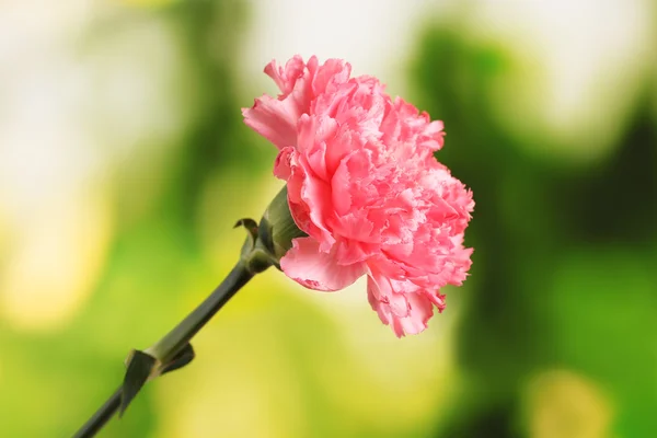 Cravo rosa em verde — Fotografia de Stock