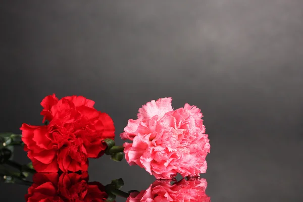 Two carnation on grey — Stock Photo, Image
