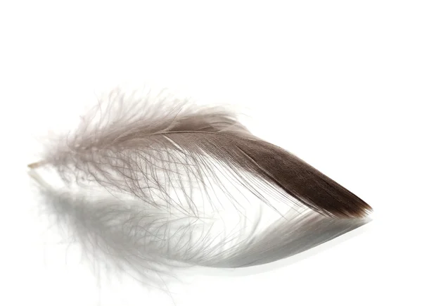 白色上孤立的单个蓬松羽毛 — 图库照片