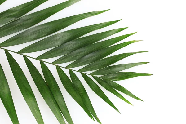 Bela folha de palma isolada em branco — Fotografia de Stock