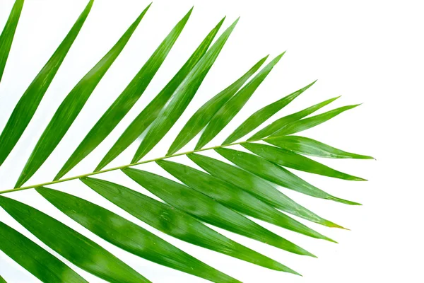 Beautiful palm leaf isolated on white — Stock Photo, Image