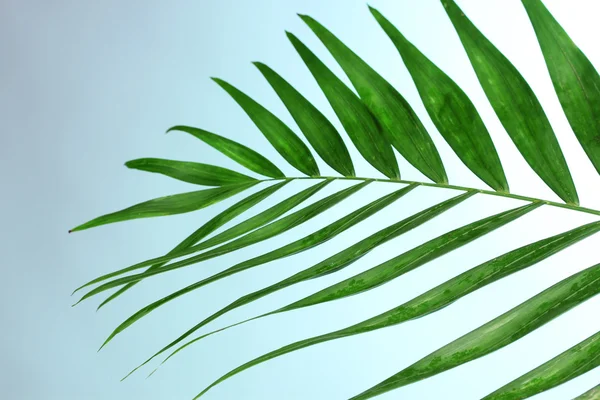 Vackra palmblad på blå bakgrund — Stockfoto