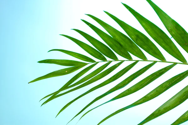 Bela folha de palma no fundo azul — Fotografia de Stock