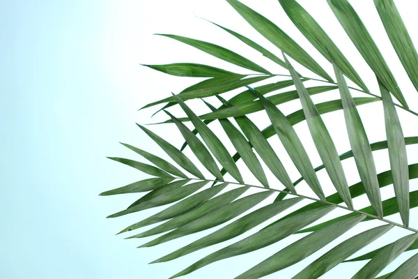 Beautiful palm leaves on blue background — Stock Photo, Image