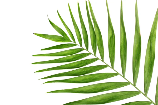 Güzel palmiye yaprağı üzerinde beyaz izole — Stok fotoğraf