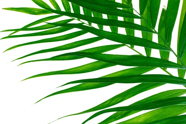Belles feuilles de palmier isolées sur blanc — Photo