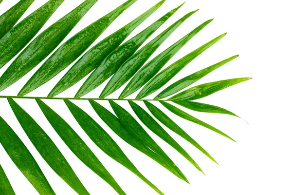 Hermosa hoja de palma aislada en blanco —  Fotos de Stock