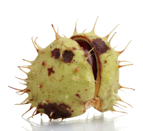 Green chestnut isolated on white — Stock Photo, Image
