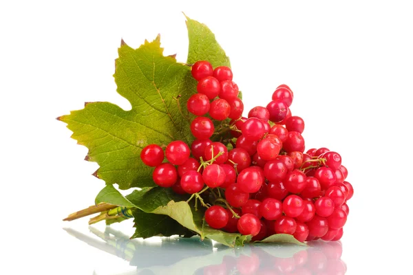 Красные ягоды viburnum выделены на белом — стоковое фото
