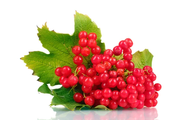 Bayas rojas de viburnum aisladas sobre blanco — Foto de Stock