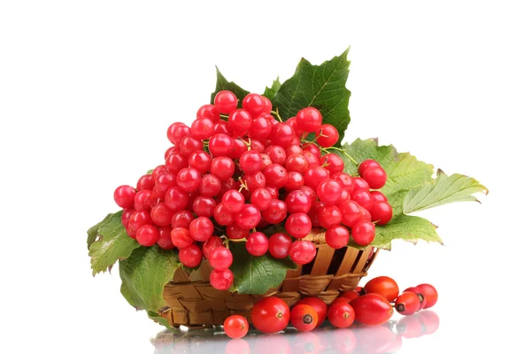 Kartopu sepet ve briar üzerinde beyaz izole kırmızı meyveler — Stok fotoğraf