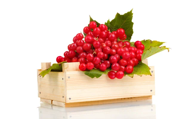 琼花在木盒上白色隔离的红色浆果 — 图库照片