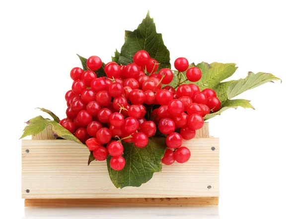 Красные ягоды вибурнума в деревянной коробке, изолированной на белом — стоковое фото