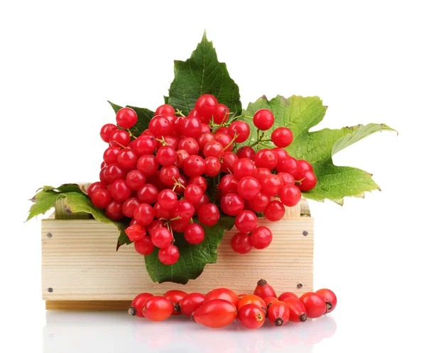 Червоні ягоди калини в дерев'яній коробці і хабарі ізольовані на білому — стокове фото