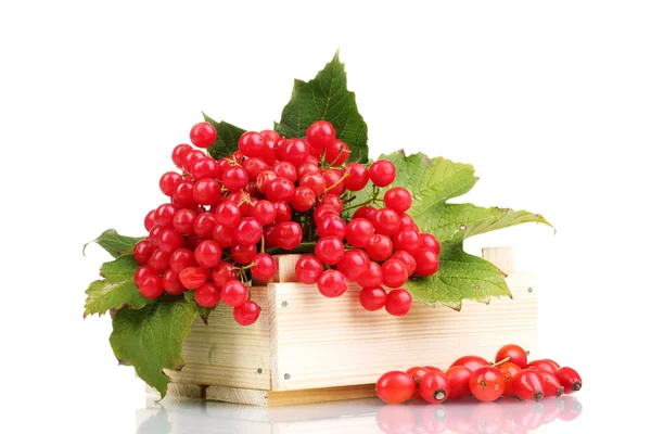 Красные ягоды viburnum в деревянной коробке и брусок изолированы на белом — стоковое фото
