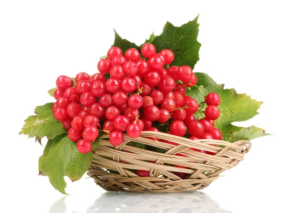 白で隔離されるバスケットのガマズミ属の木の赤い果実 — ストック写真