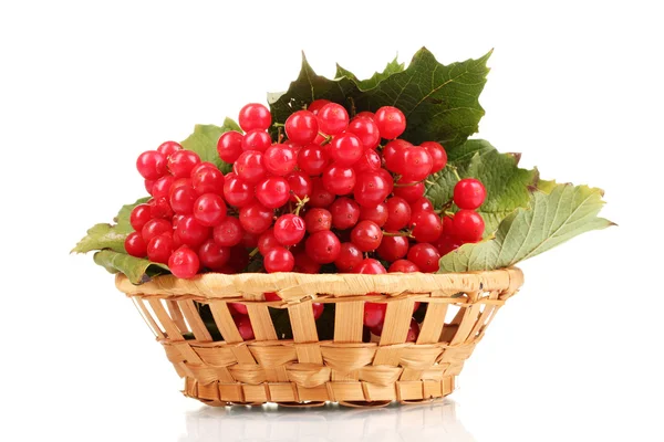 Bacche rosse di viburno in cesto isolato su bianco — Foto Stock