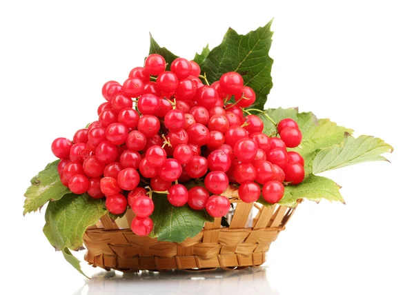 Red berries of viburnum in basket isolated on white — Stock Photo, Image