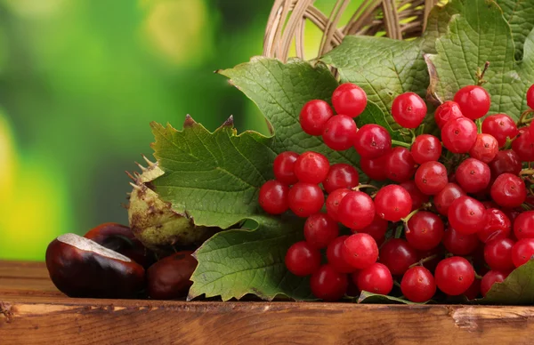 Red berries of viburnum in basket and chestnuts on wooden table on green ba — Stock Photo, Image