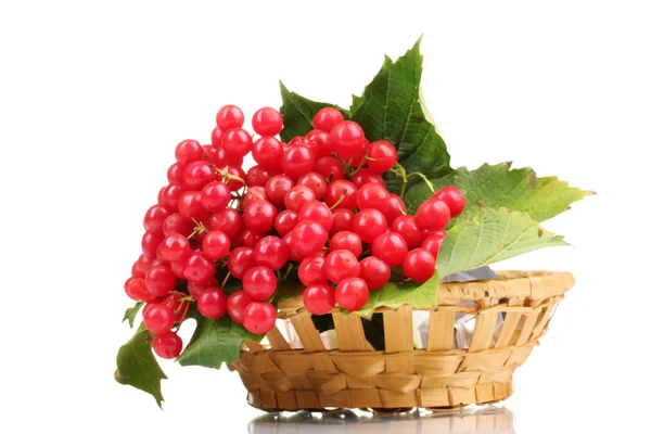 Bayas rojas de viburnum en cesta aislada sobre blanco —  Fotos de Stock