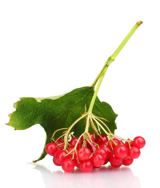 Rode bessen van planten van viburnum met blad geïsoleerd op wit — Stockfoto
