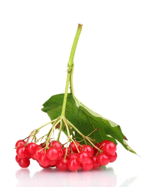 Bayas rojas de viburnum con hoja aislada sobre blanco —  Fotos de Stock