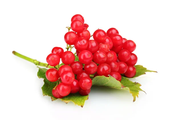 Rote Beeren von Viburnum mit Blatt isoliert auf weiß — Stockfoto