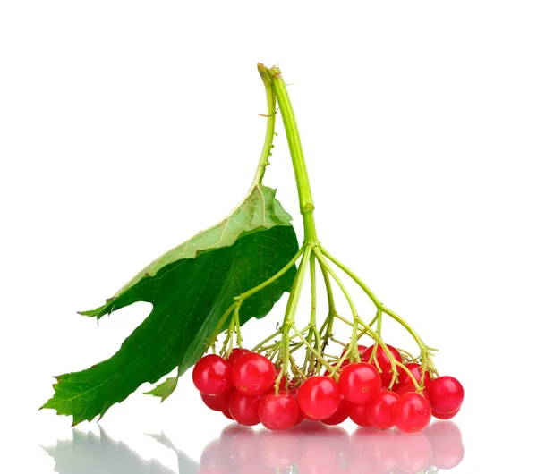 Beri merah dari viburnum dengan daun terisolasi pada putih — Stok Foto