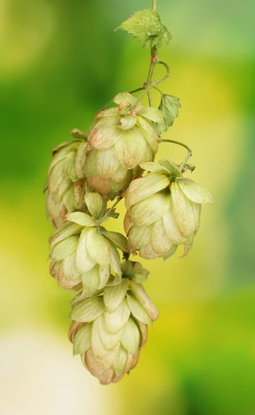 Beautiful green hop on green background — Stock Photo, Image
