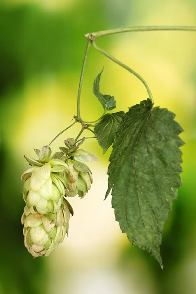 Beautiful green hop on green background — Stock Photo, Image