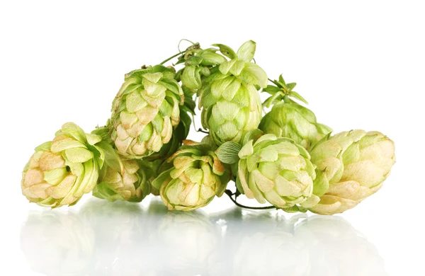Beautiful green hop isolated on white — Stock Photo, Image