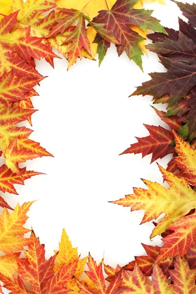 Lebendige Blätter des Herbst-Ahorns isoliert auf weiß — Stockfoto