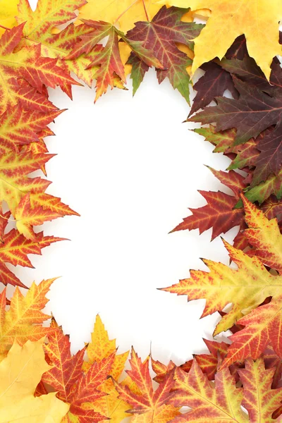 Żywe jesień klon liści na białym tle — Zdjęcie stockowe