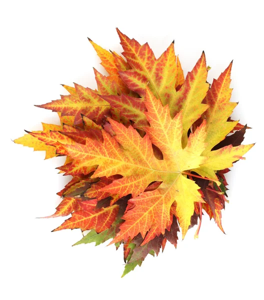 Яркие осенние кленовые листья, изолированные на белом — стоковое фото