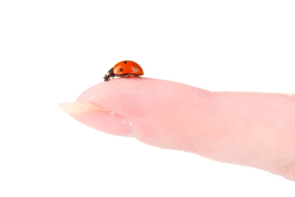 孤立在白色的手指上的瓢虫 — 图库照片