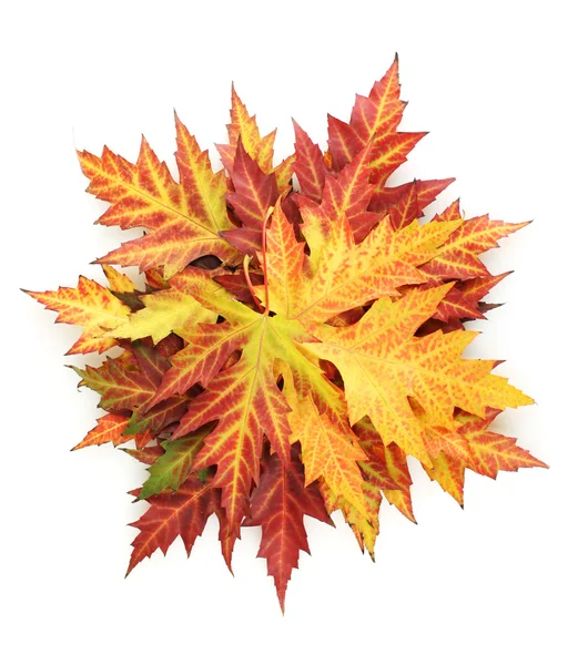 stock image Vivid autumn maple leaves isolated on white