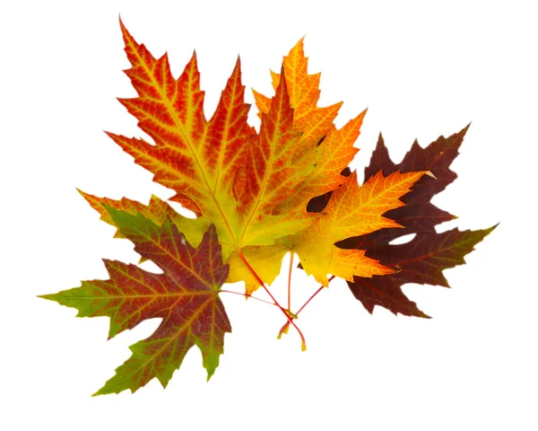 Ostré podzimní Javorové listy izolované na bílém — Stock fotografie