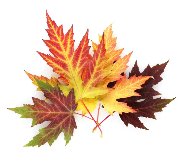 Яскраве осіннє кленове листя ізольоване на білому — стокове фото