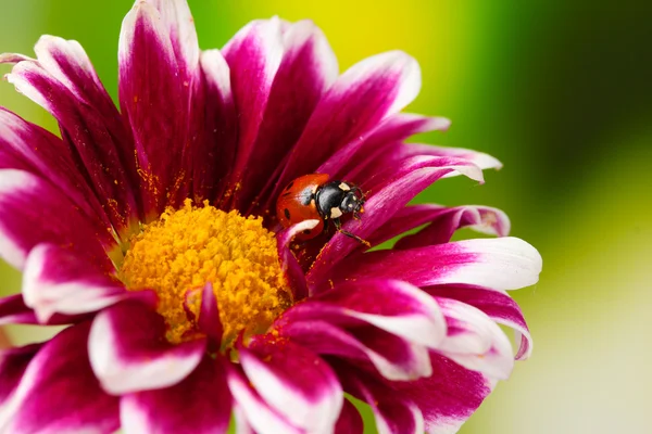 Marienkäfer auf schöner Blume auf grünem Hintergrund — Stockfoto