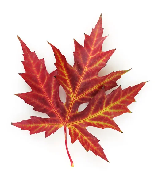 Lebendige Herbst-Ahornblatt isoliert auf weiß — Stockfoto